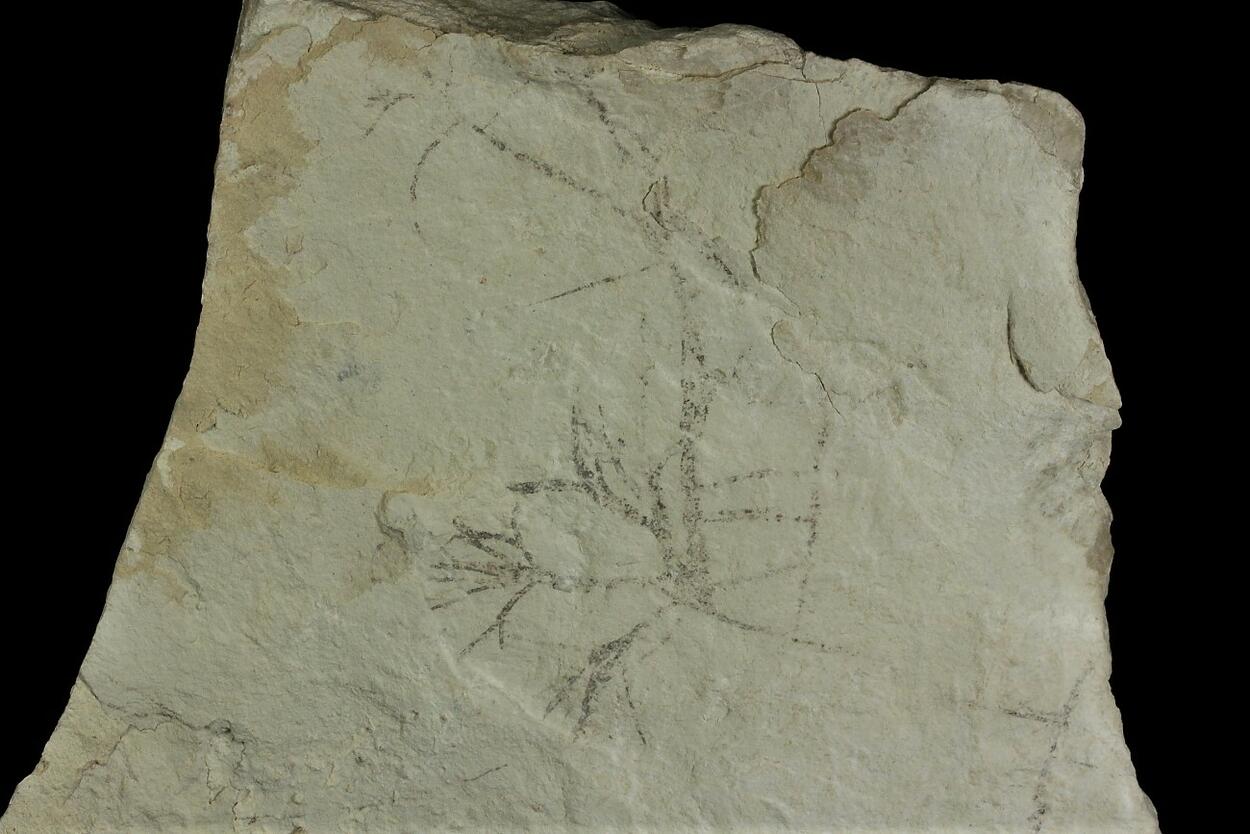 Palygorskite With Fossil Plant