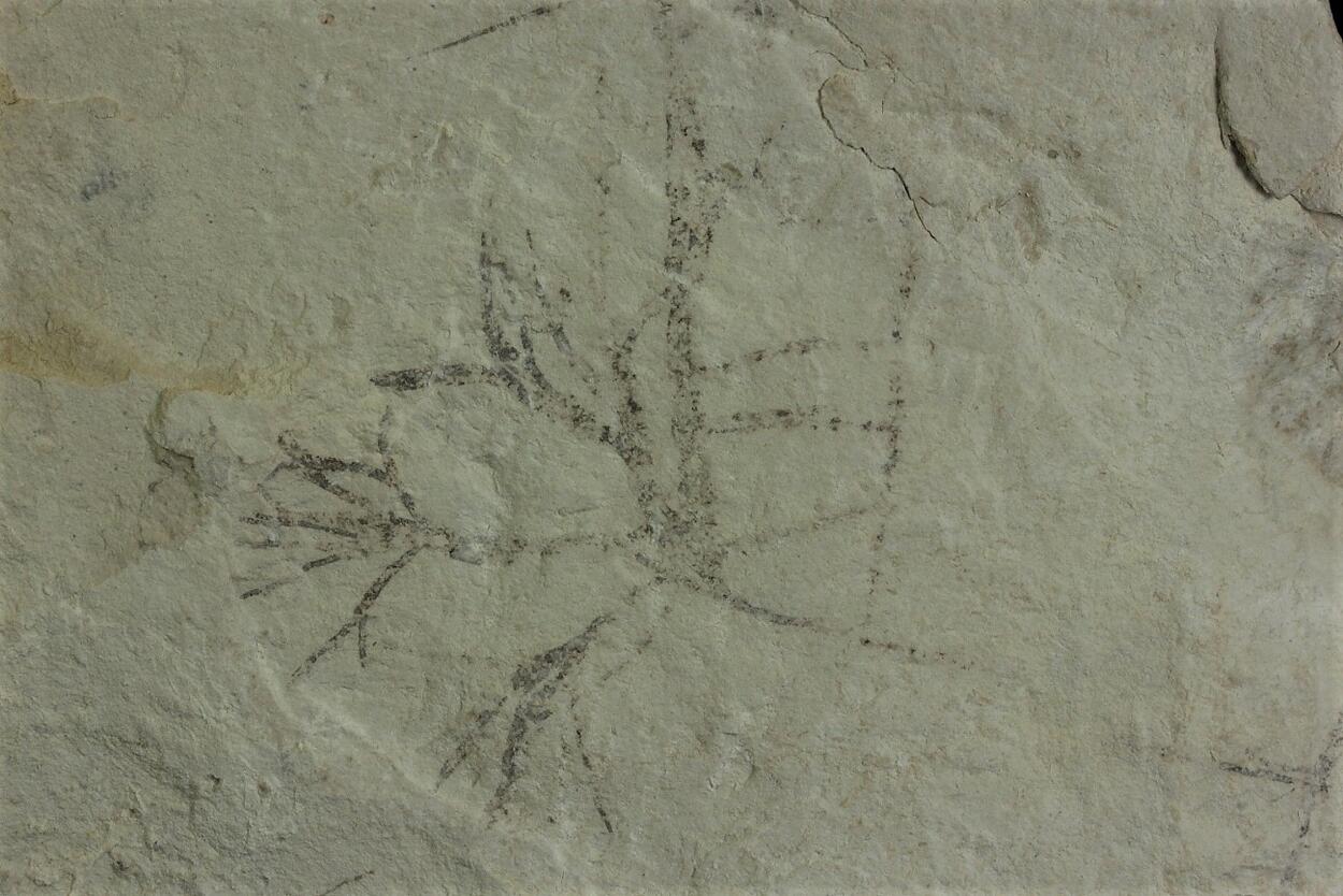 Palygorskite With Fossil Plant