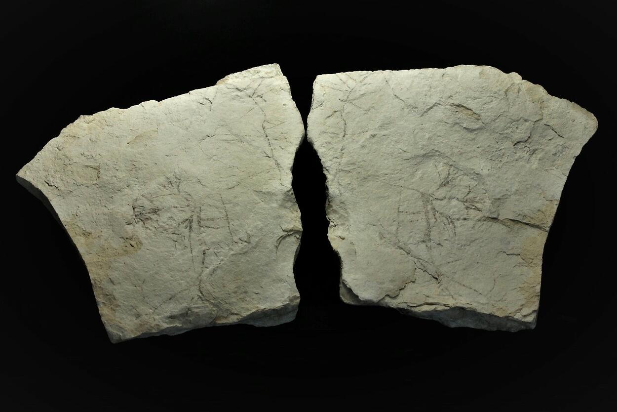 Palygorskite With Fossil Plant