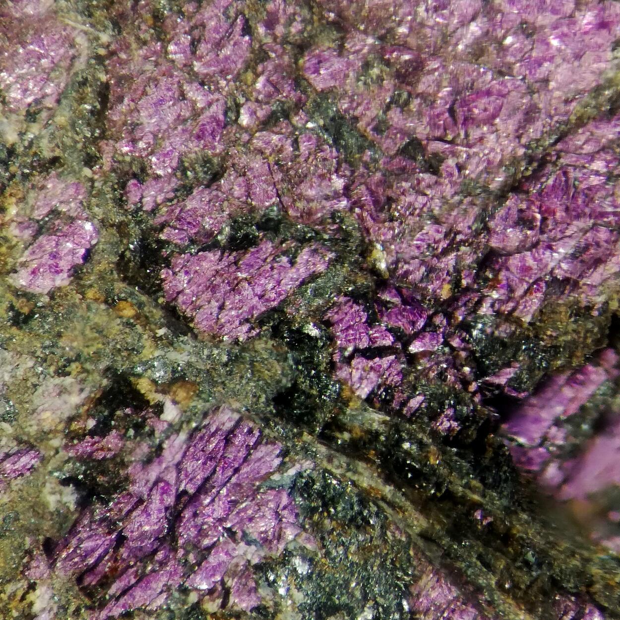 Purpurite