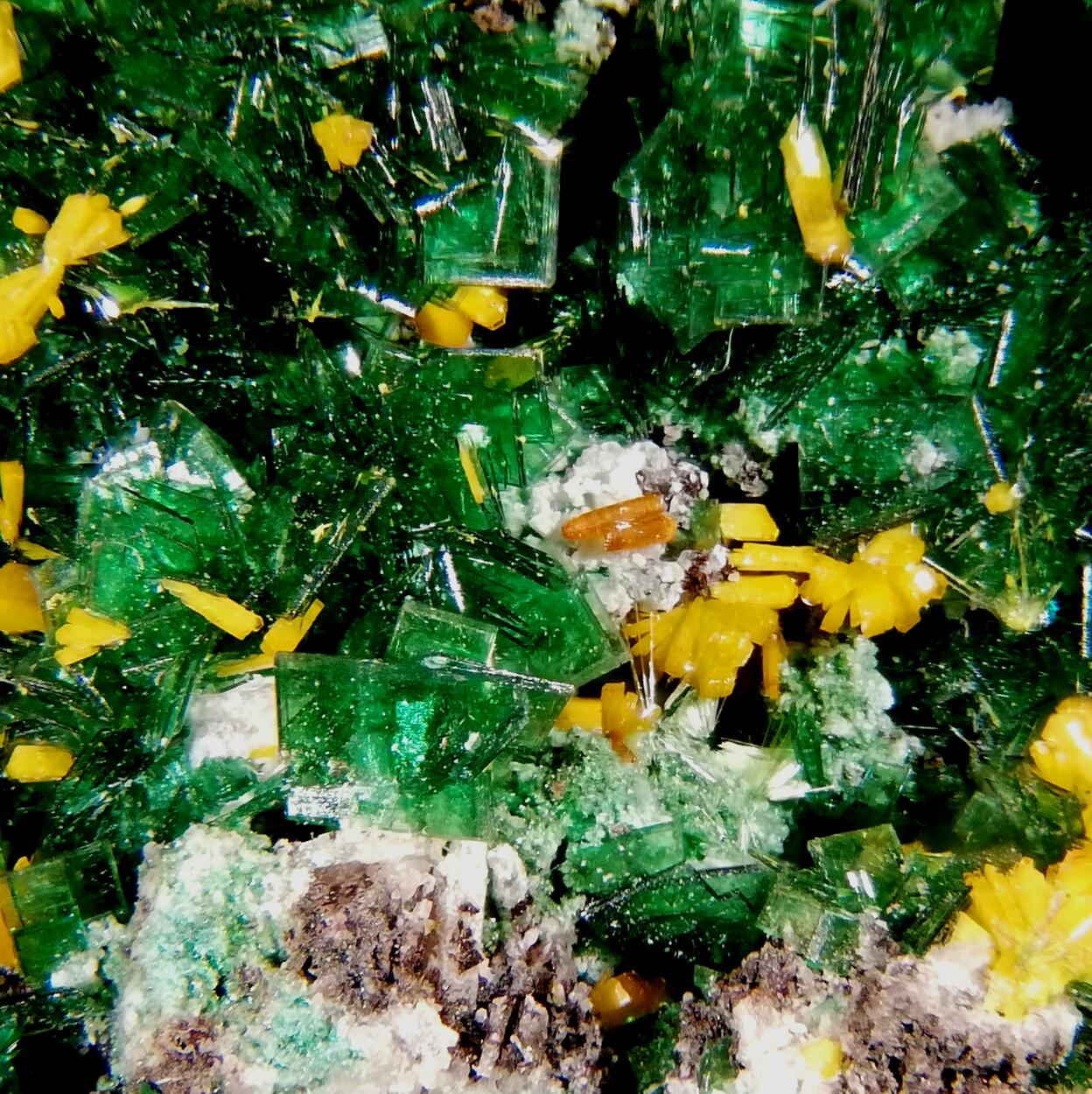 Kasolite Torbernite Wulfenite Cuprosklodowskite