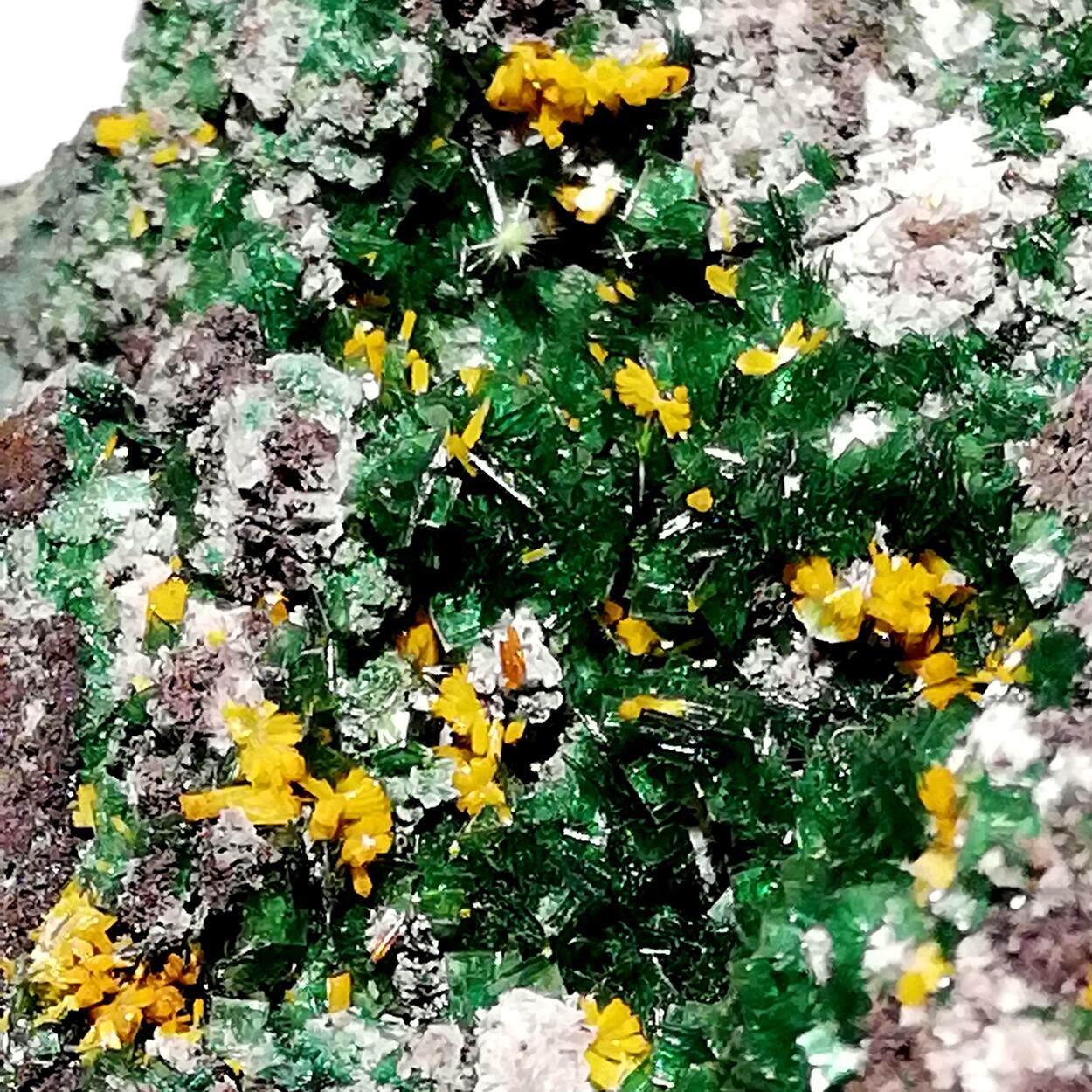 Kasolite Torbernite Wulfenite Cuprosklodowskite