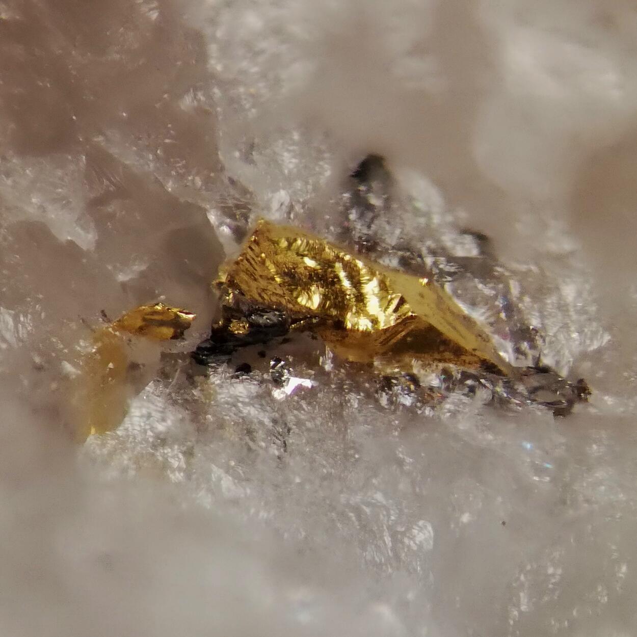 Gold & Molybdenite