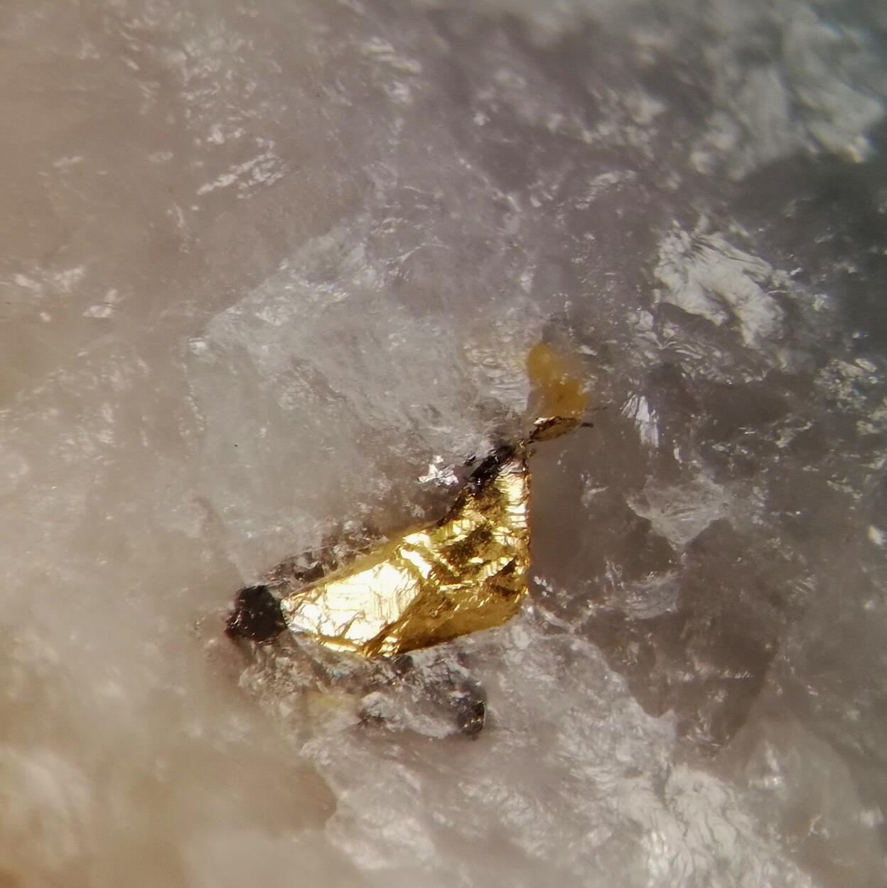 Gold & Molybdenite