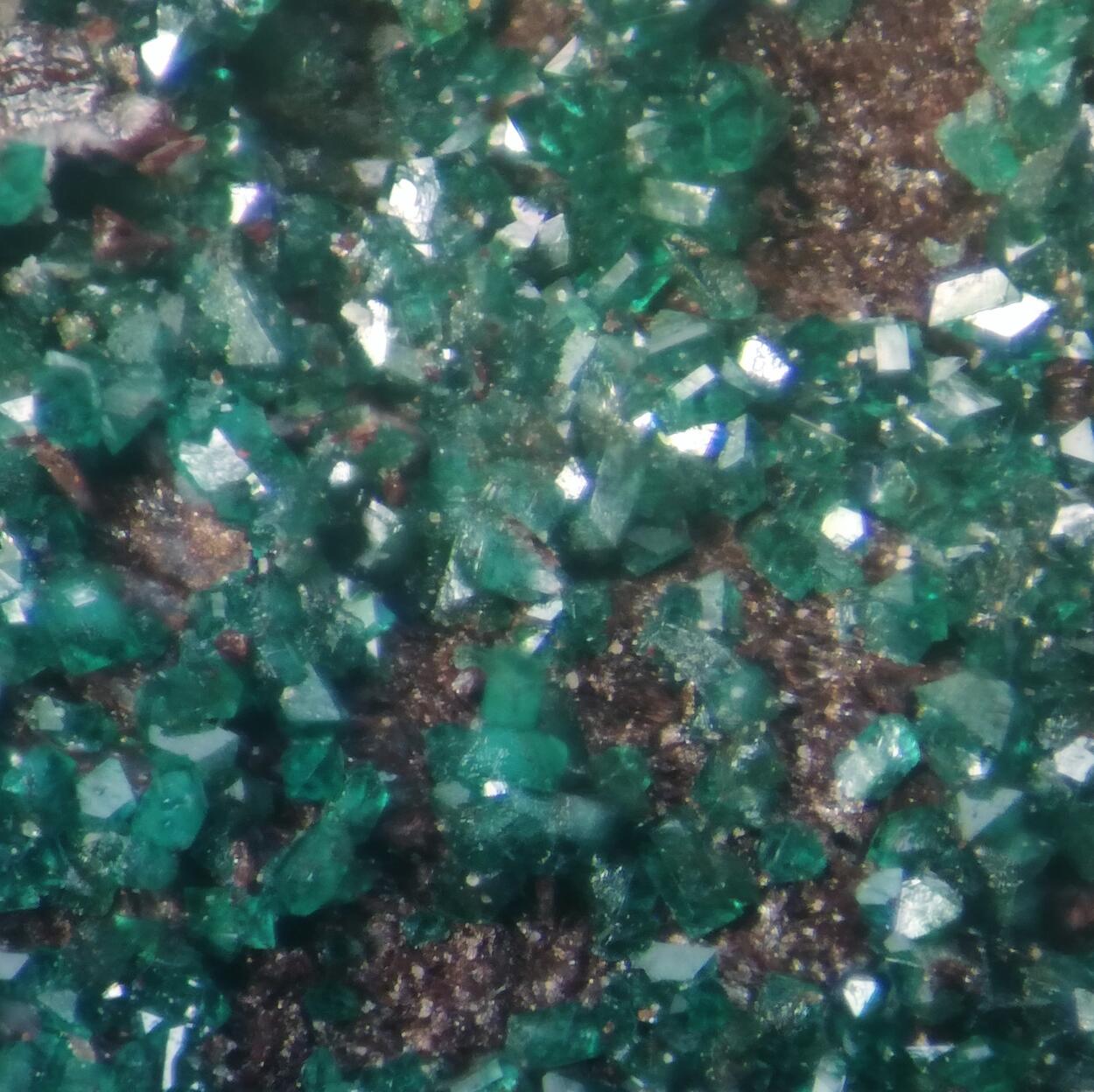 Paratacamite