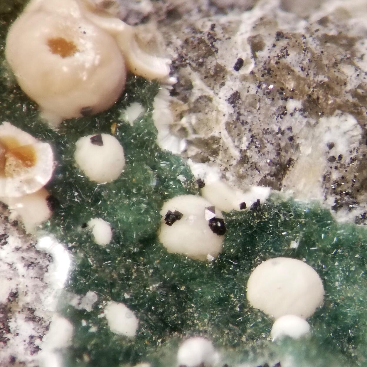 Pokrovskite & Pyroaurite-2H