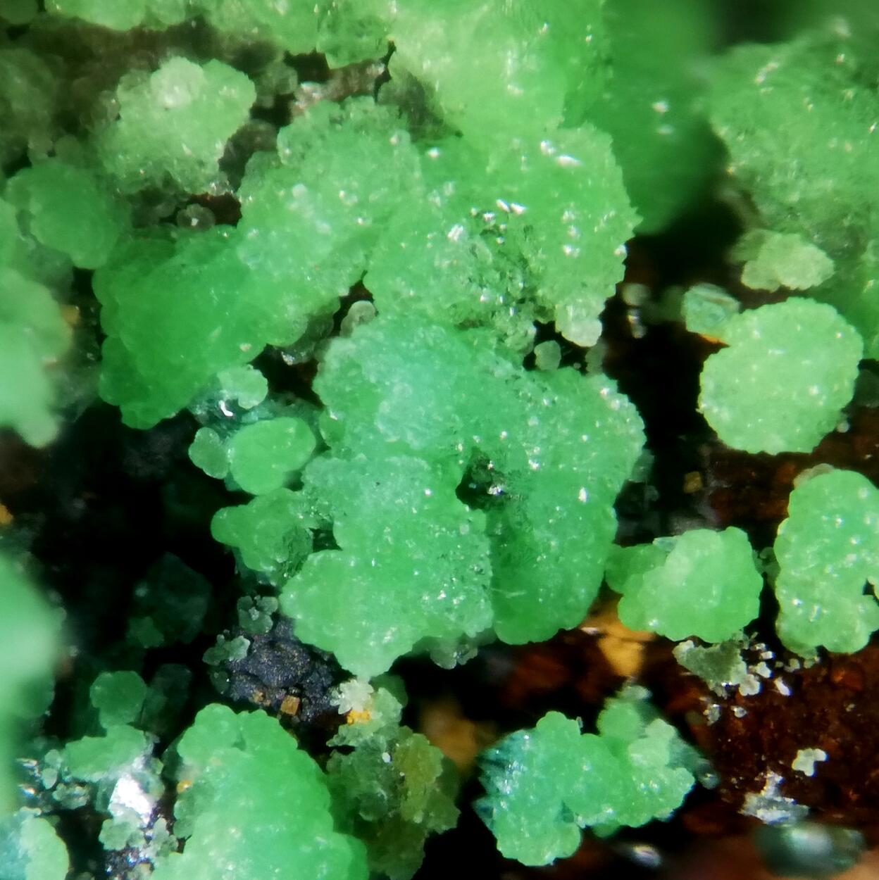 Conichalcite & Adamite