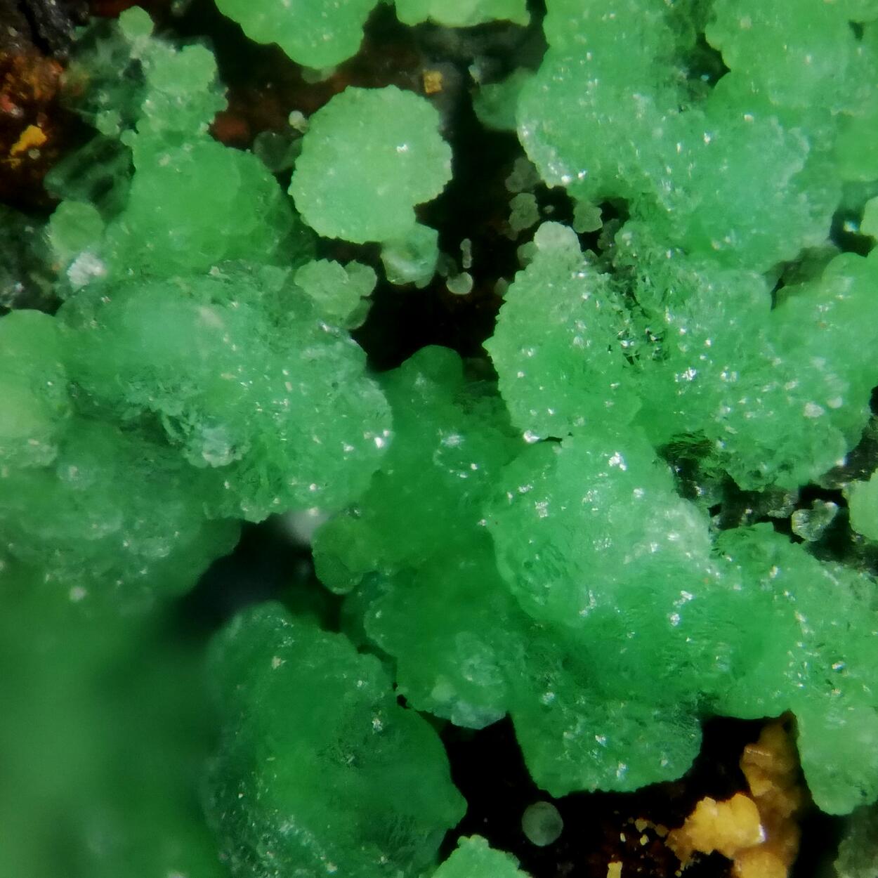 Conichalcite & Adamite