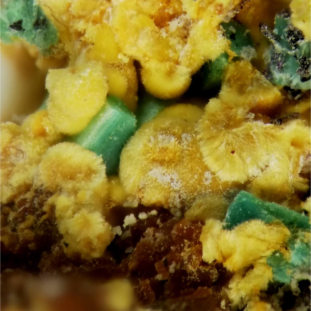 Dewindtite & Torbernite