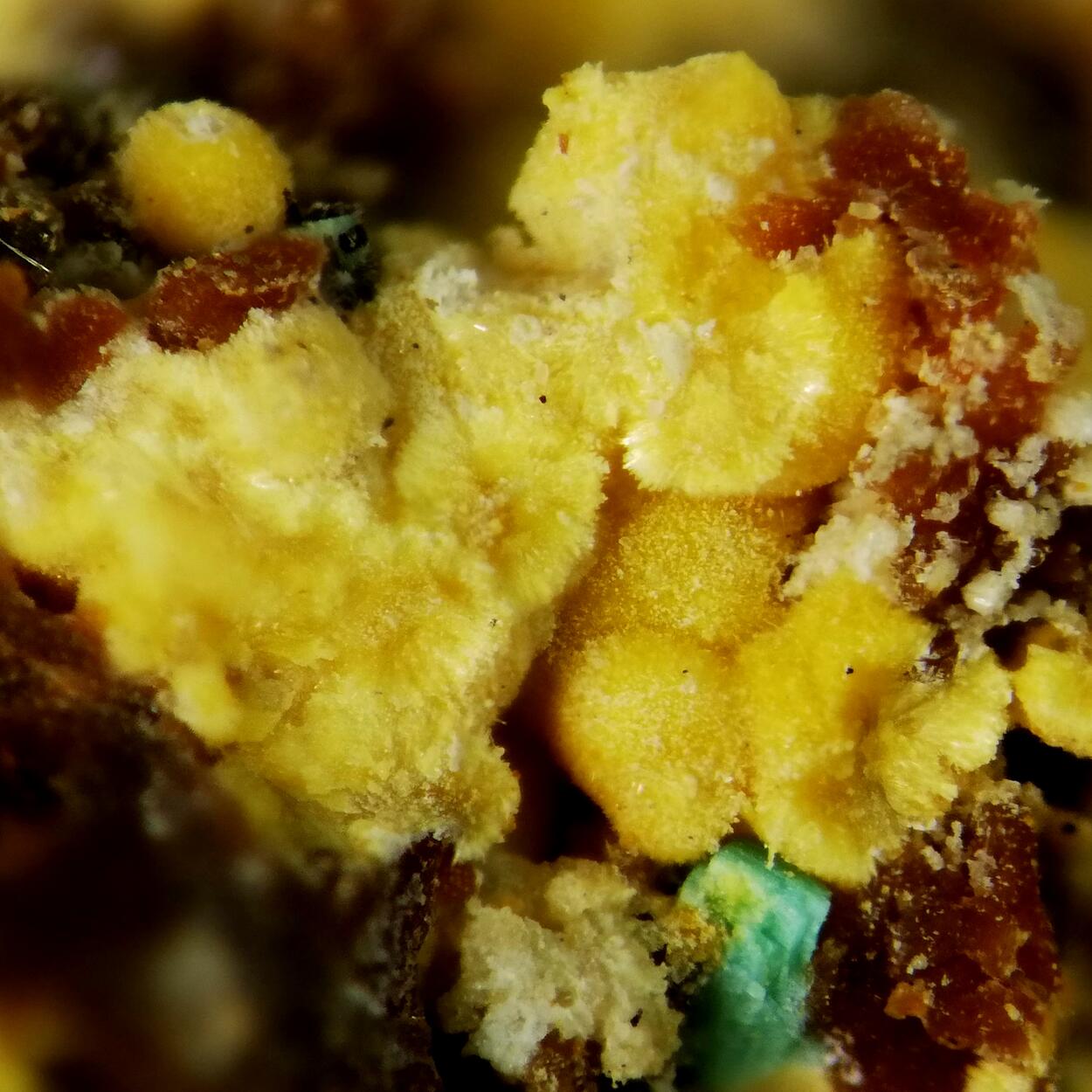 Dewindtite & Torbernite