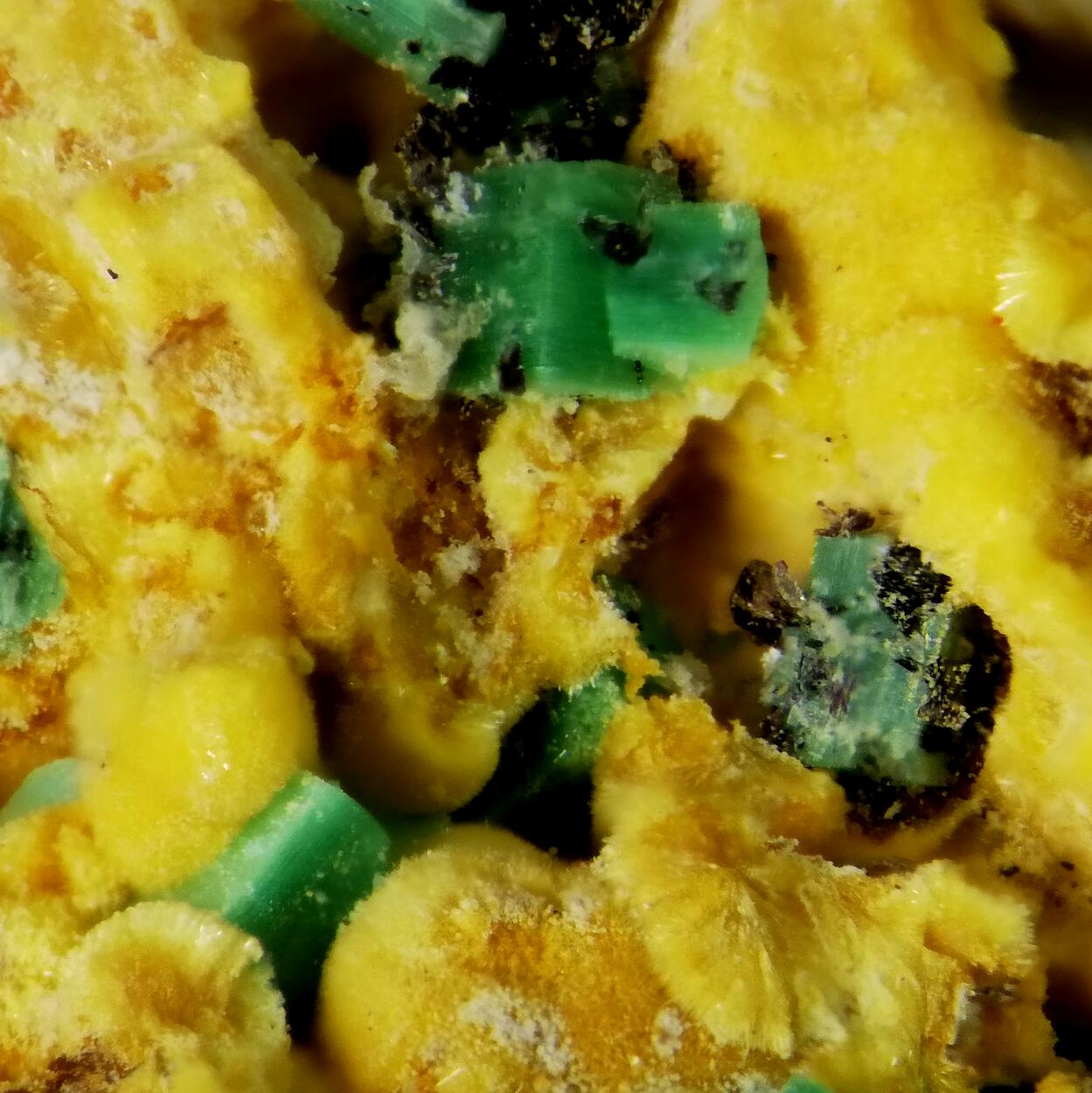 Dewindtite & Torbernite