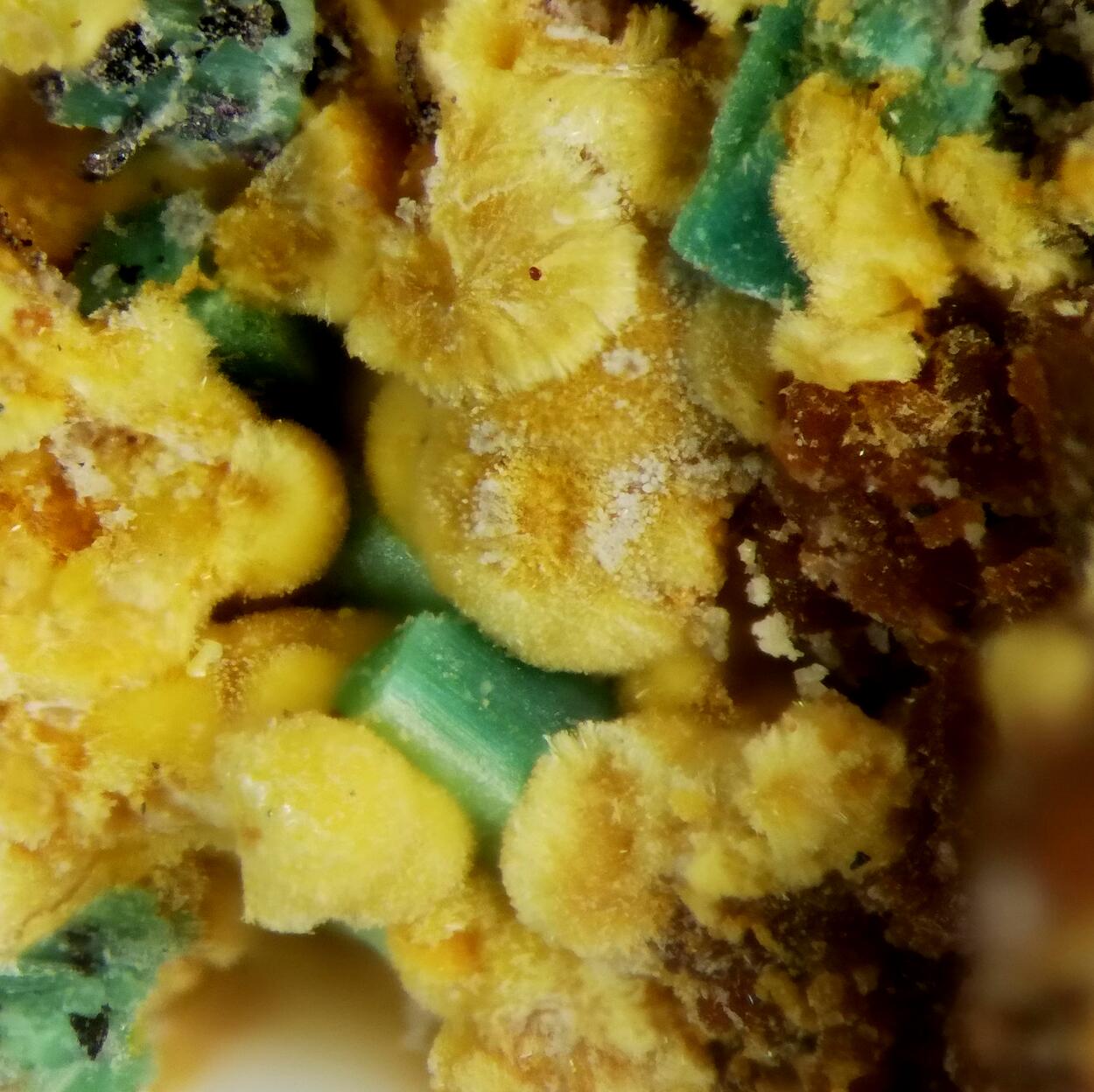 Dewindtite & Torbernite