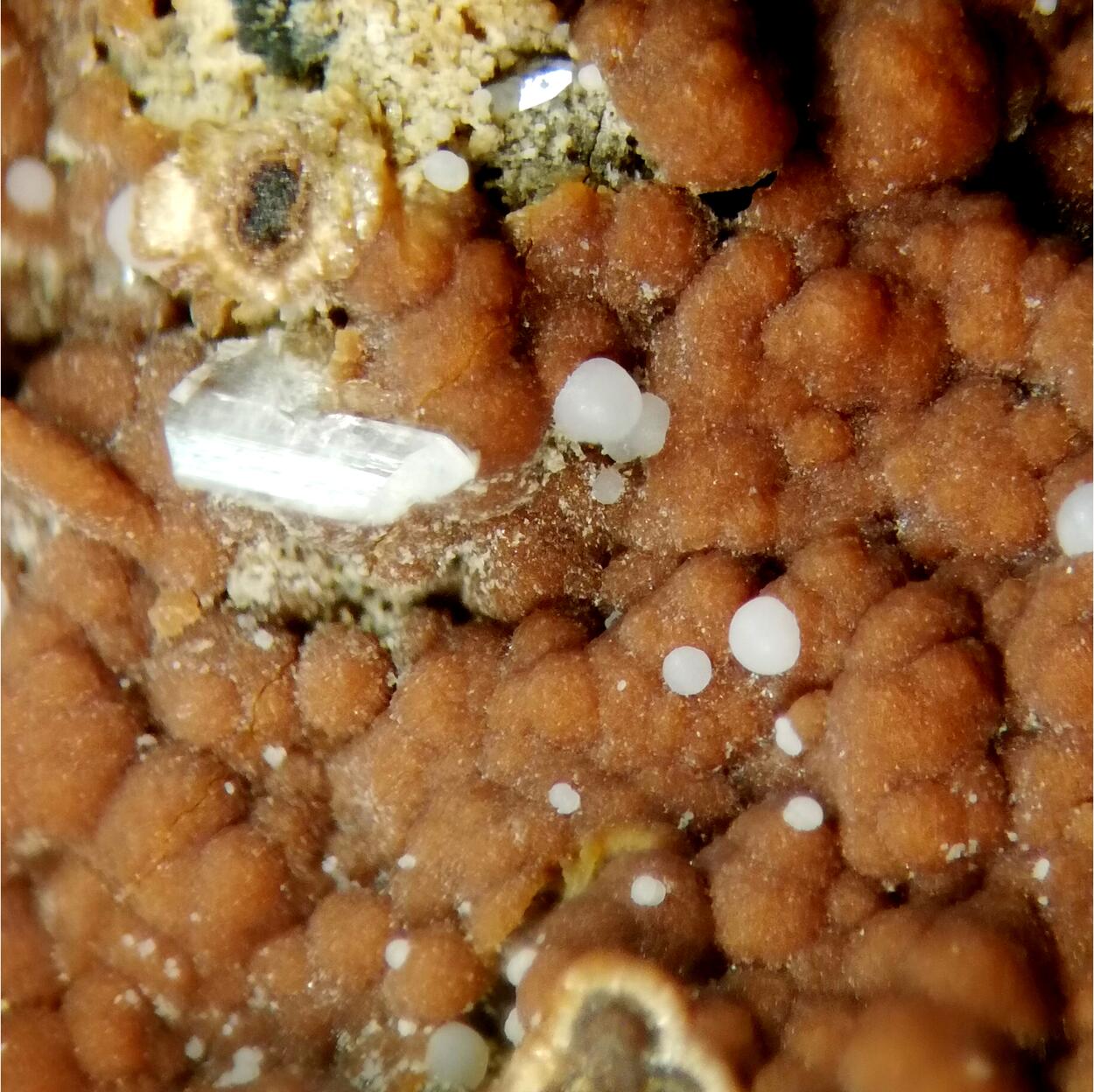 Brandtite On Caryopilite