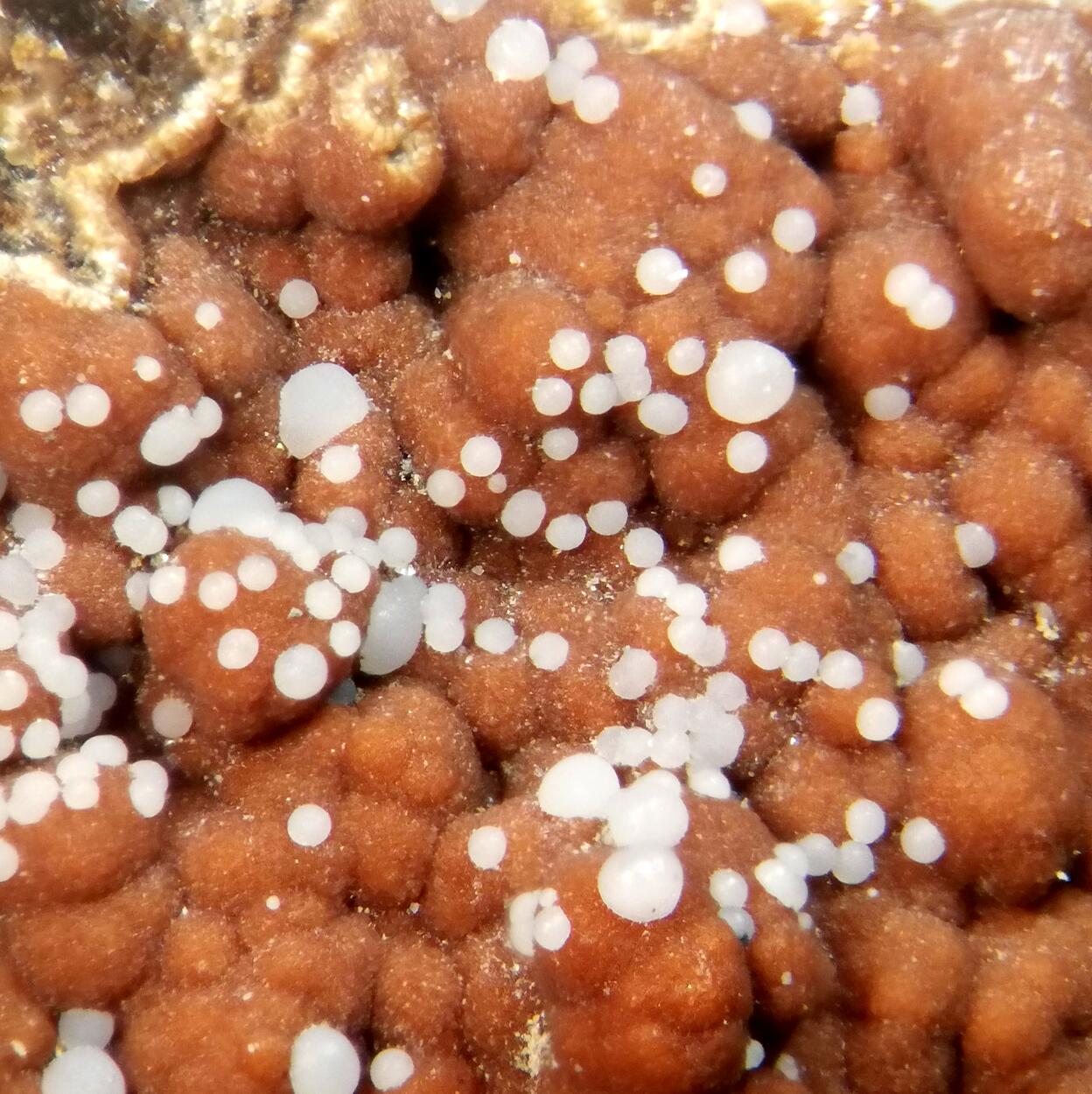 Brandtite On Caryopilite