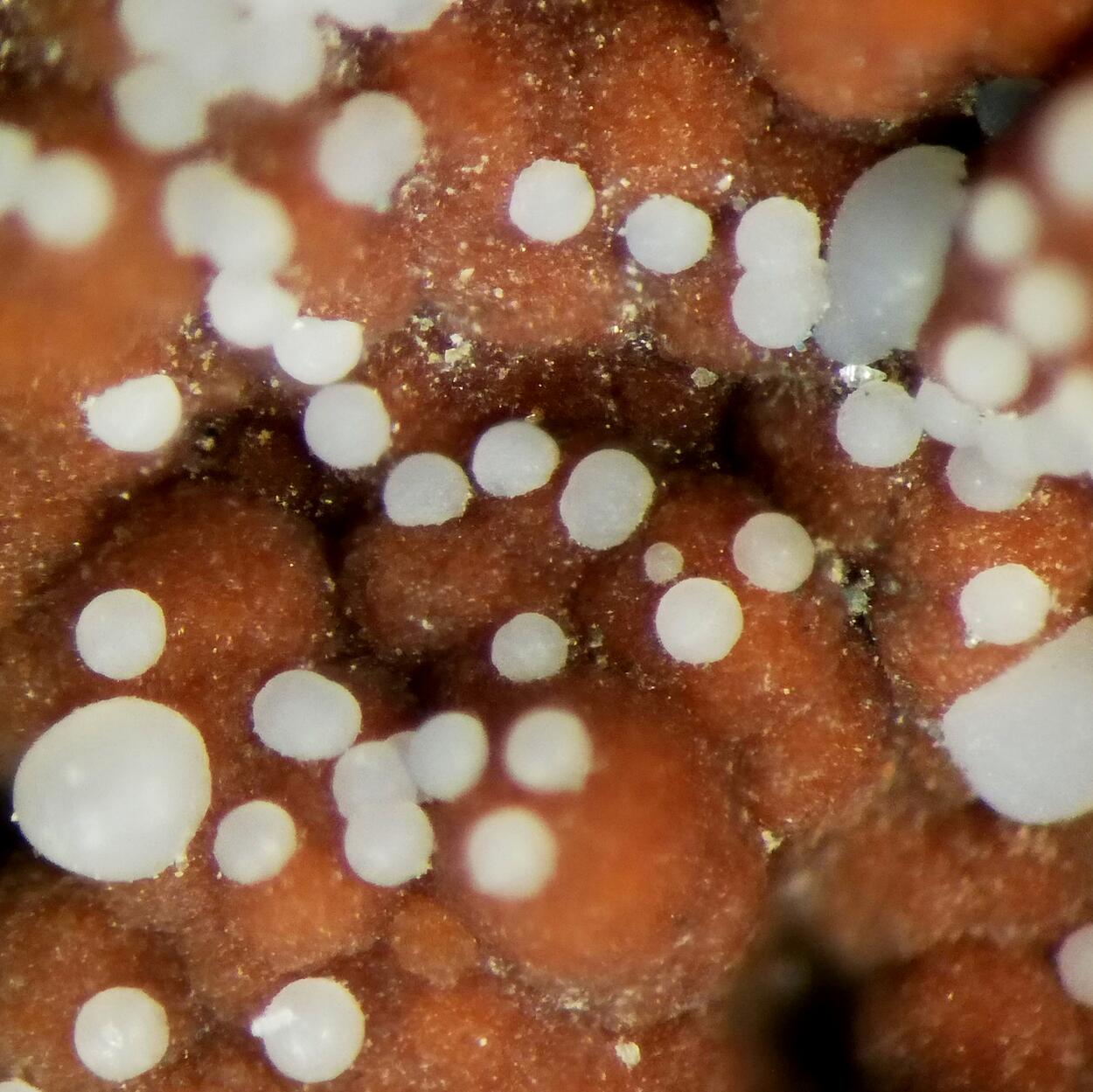 Brandtite On Caryopilite