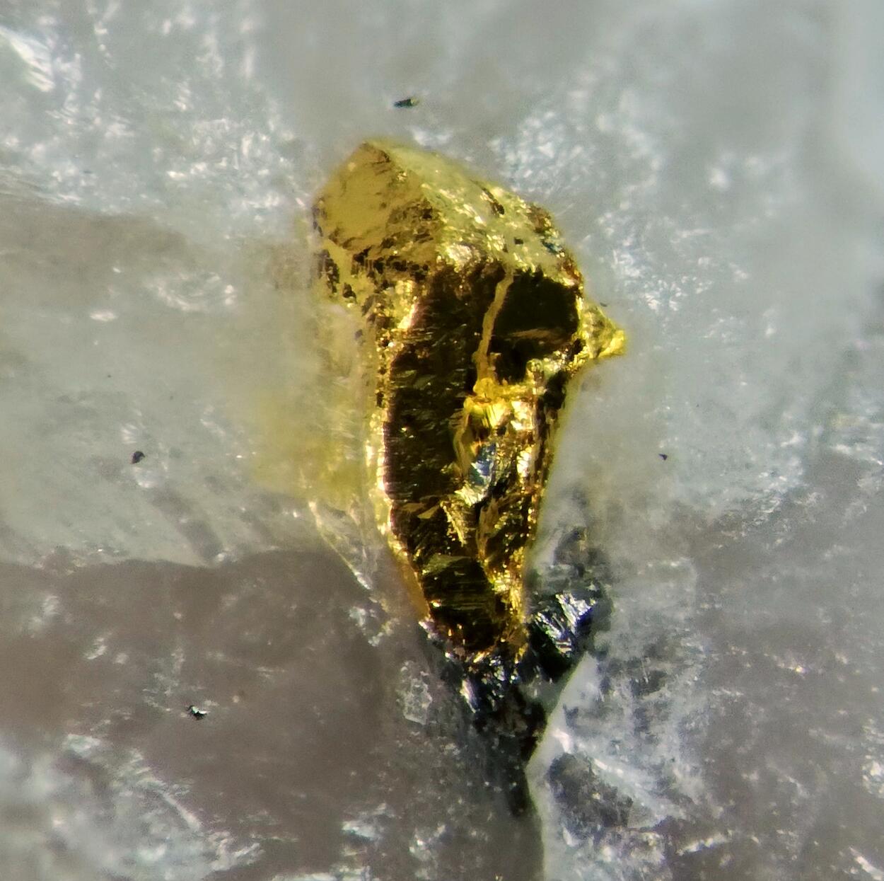 Gold & Molybdenite