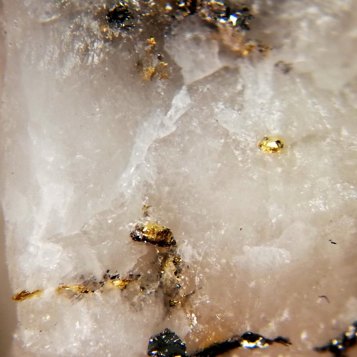 Gold & Molybdenite