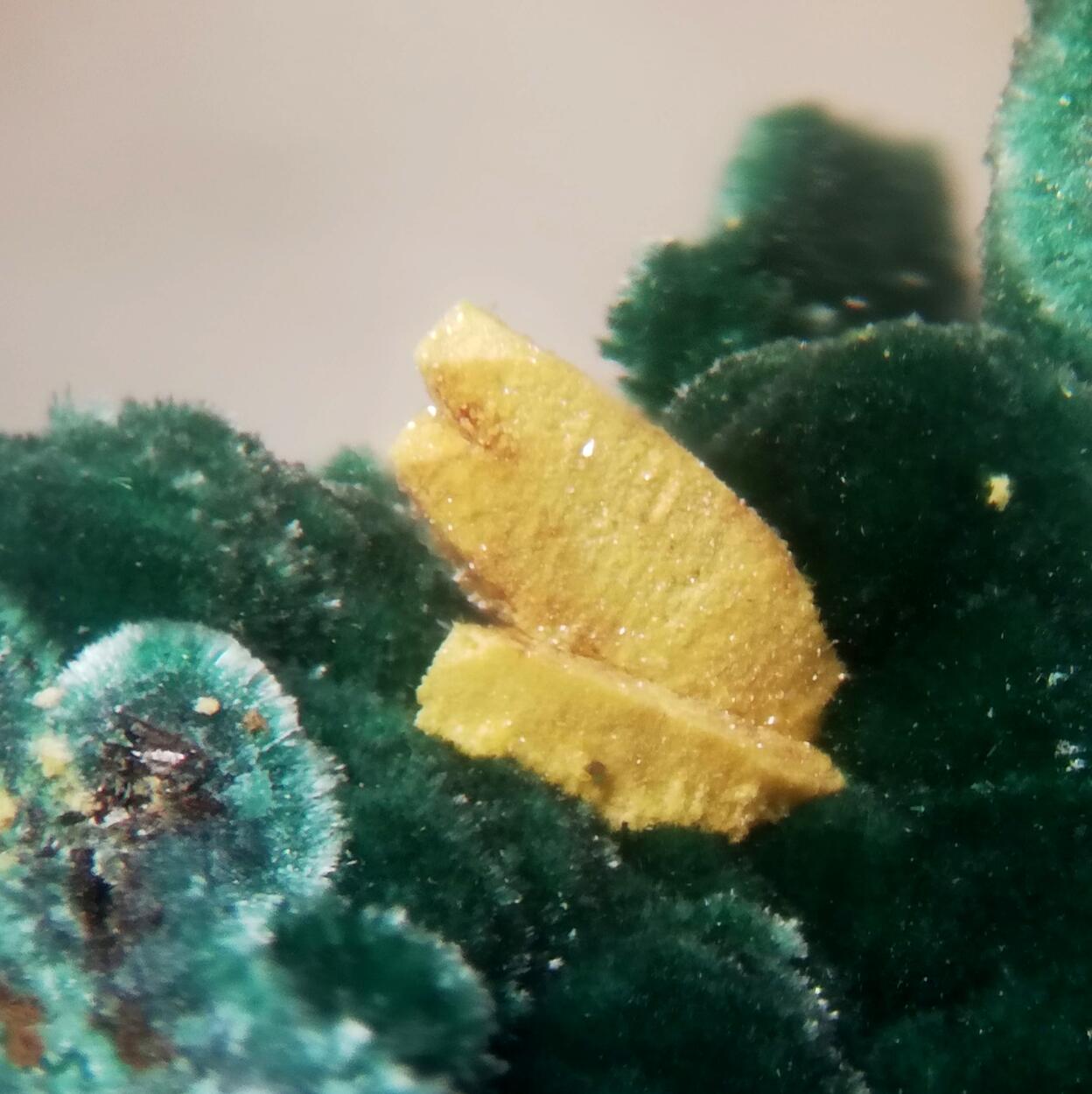 Kasolite Psm Demesmaekerite