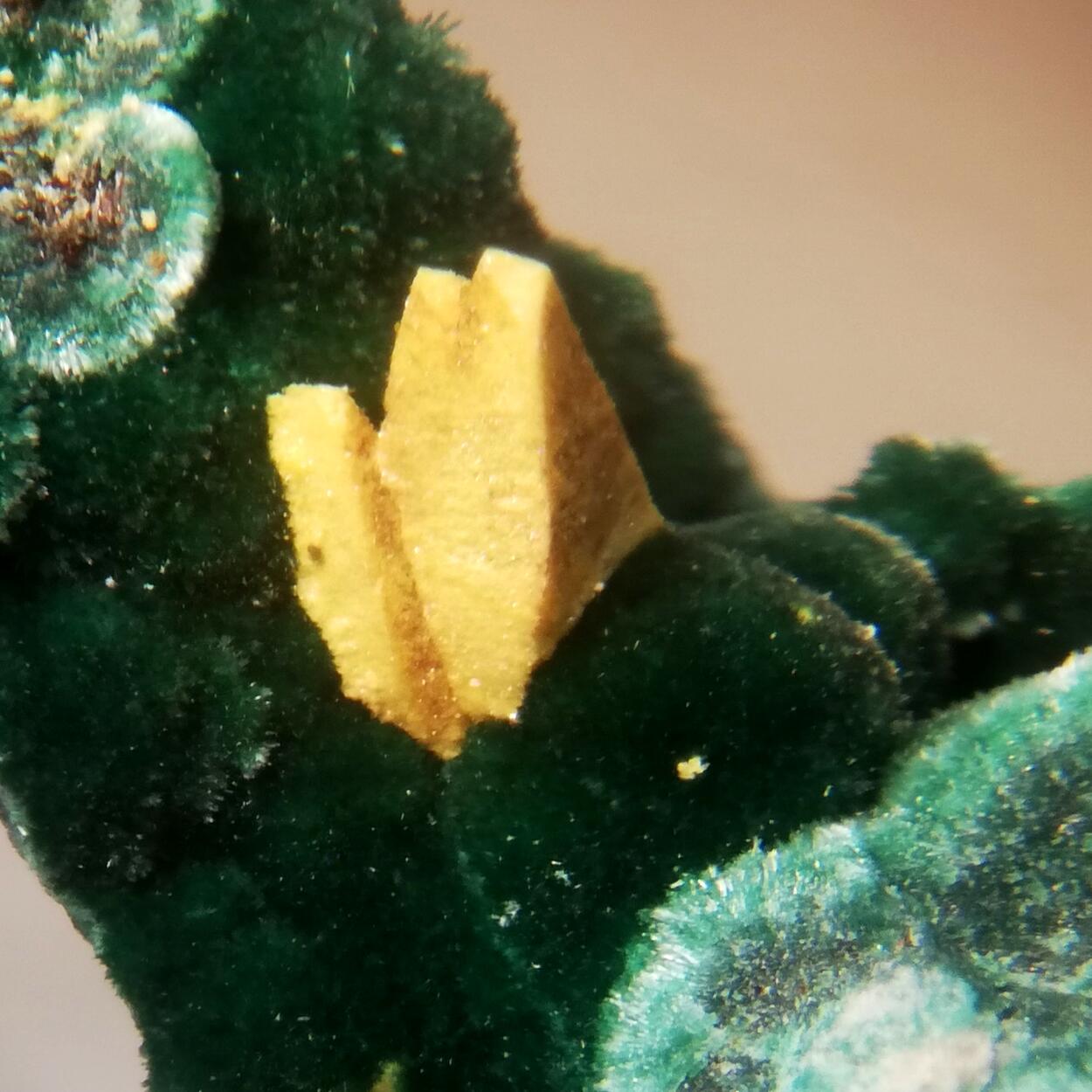 Kasolite Psm Demesmaekerite