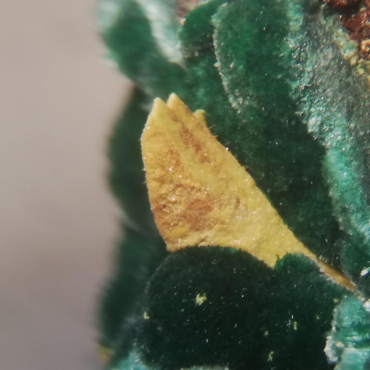 Kasolite Psm Demesmaekerite