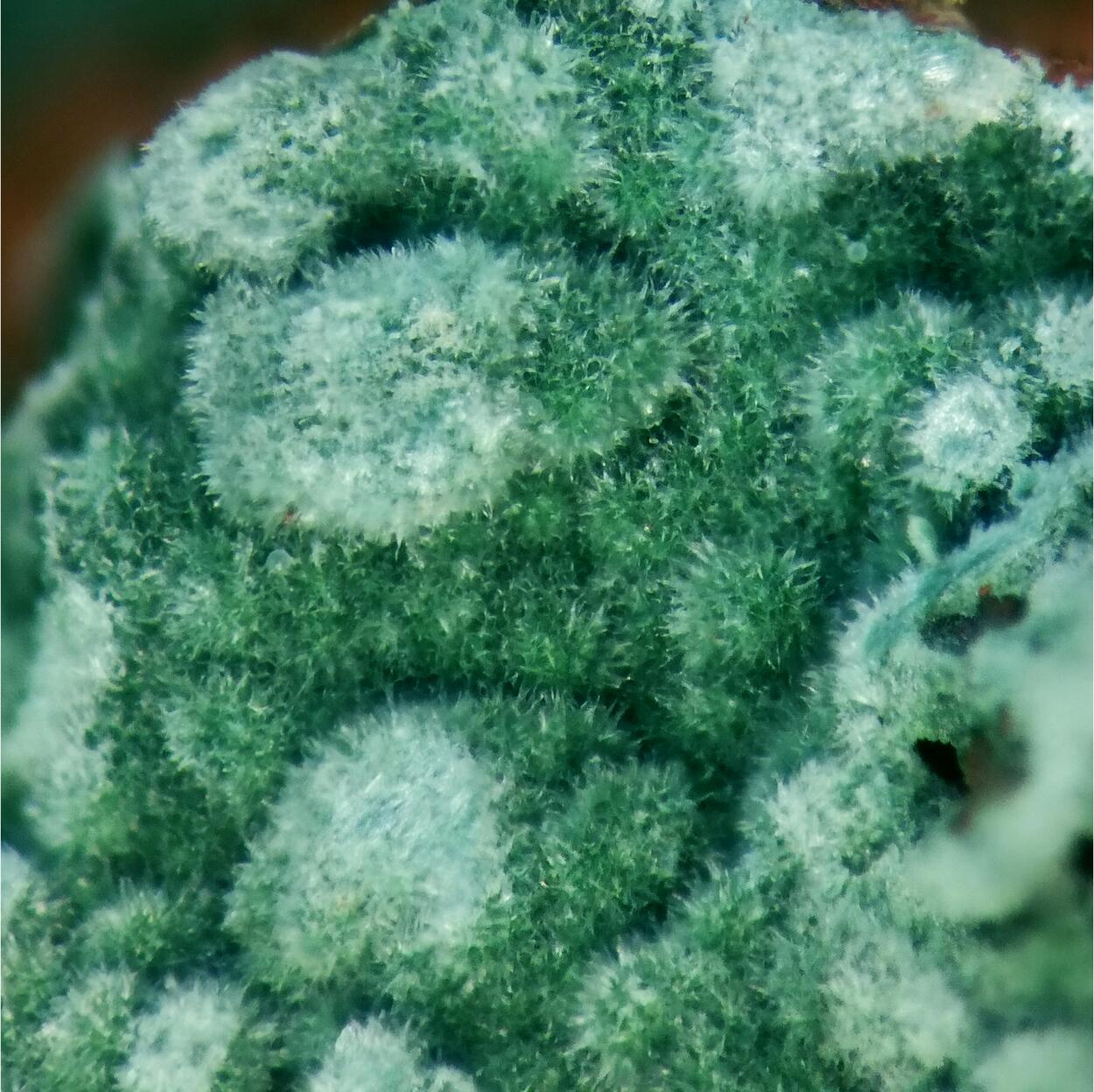 Glauconite On Jasper