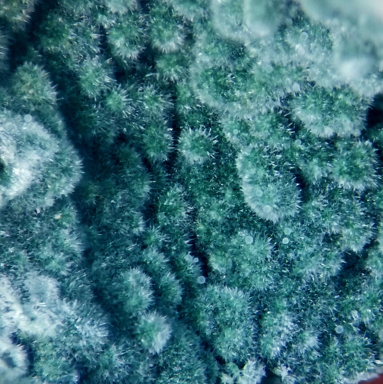 Glauconite On Jasper