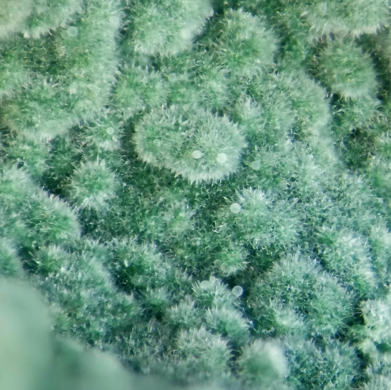 Glauconite On Jasper