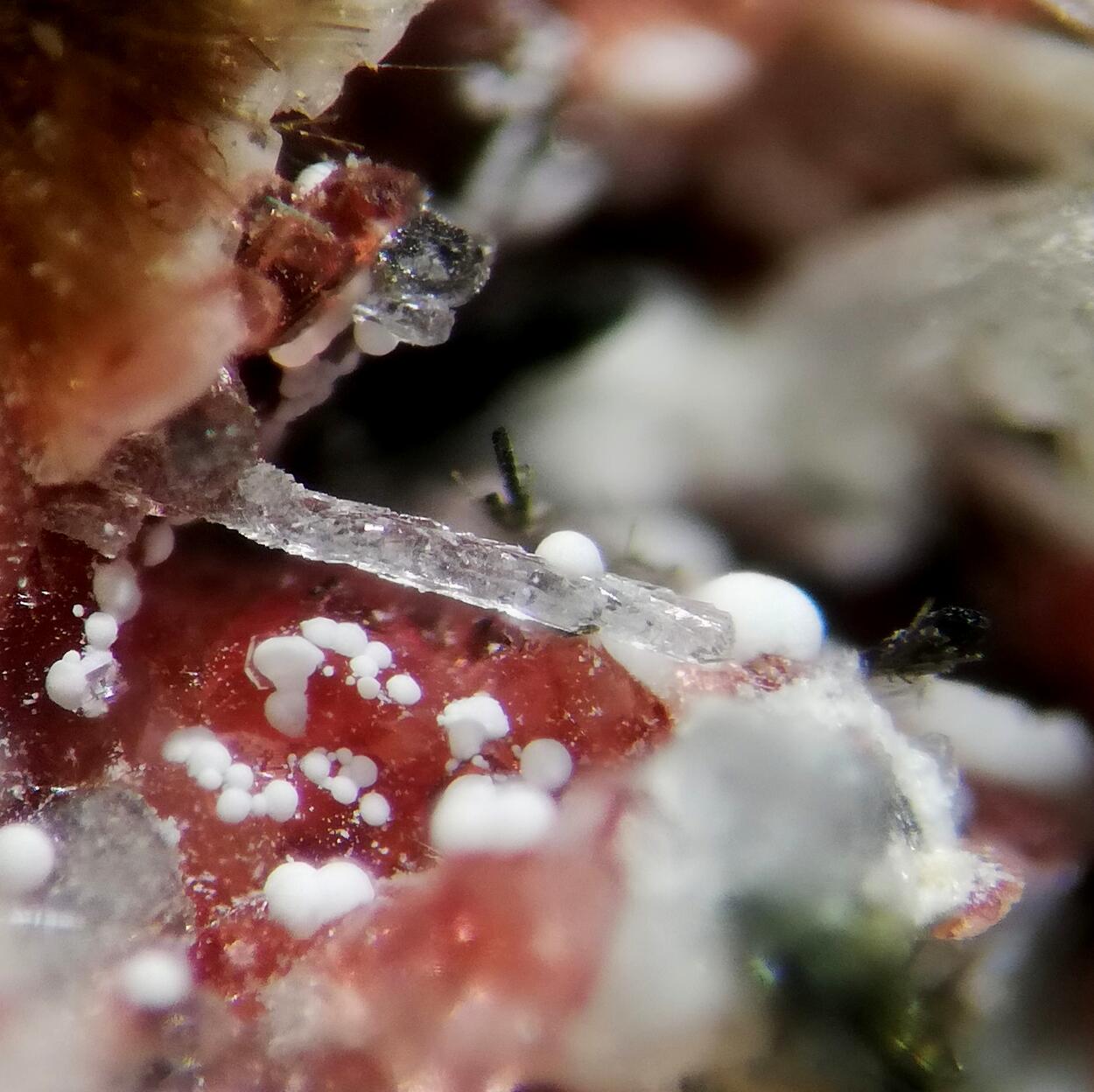 Makatite Eudialyte & Ellingsenite