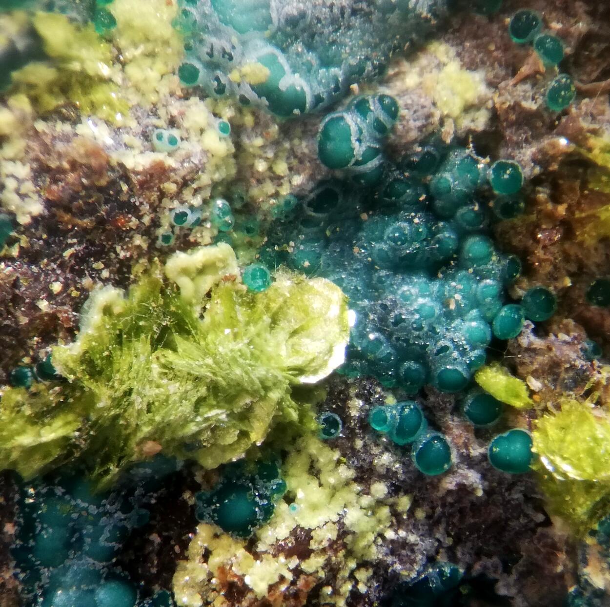 Volborthite & Carnotite