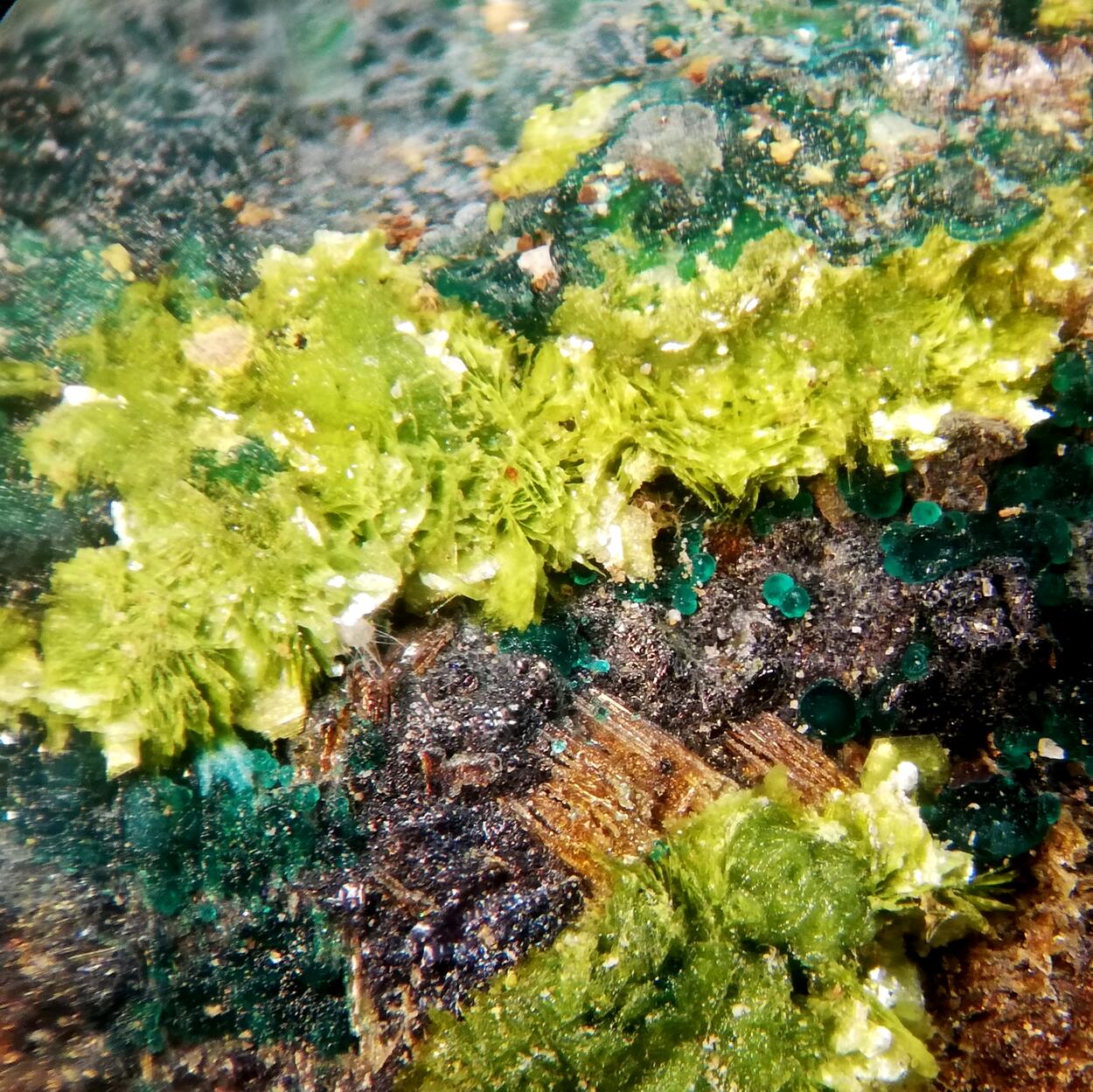 Volborthite & Carnotite