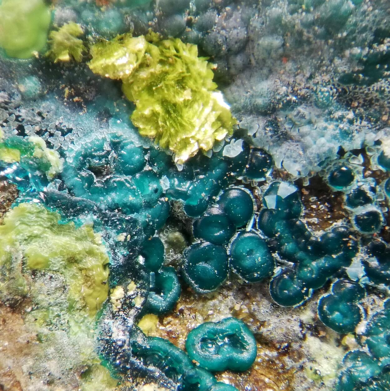 Volborthite & Carnotite