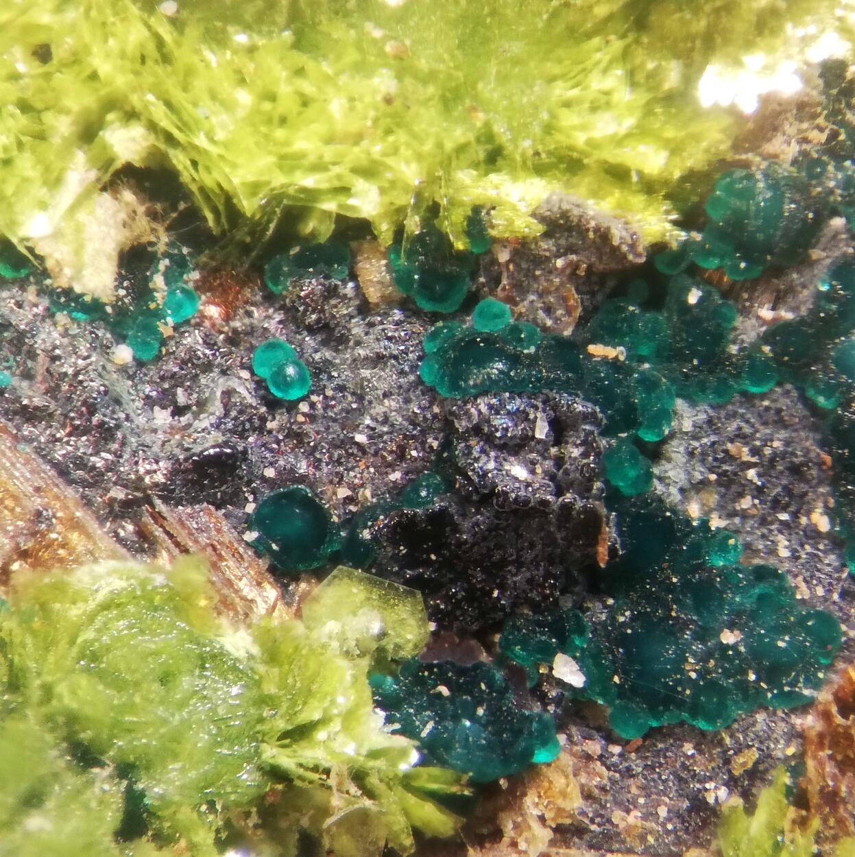 Volborthite & Carnotite