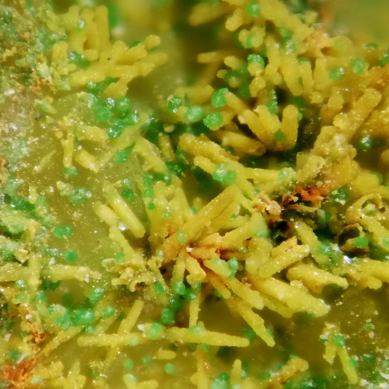 Bayldonite On Mimetite