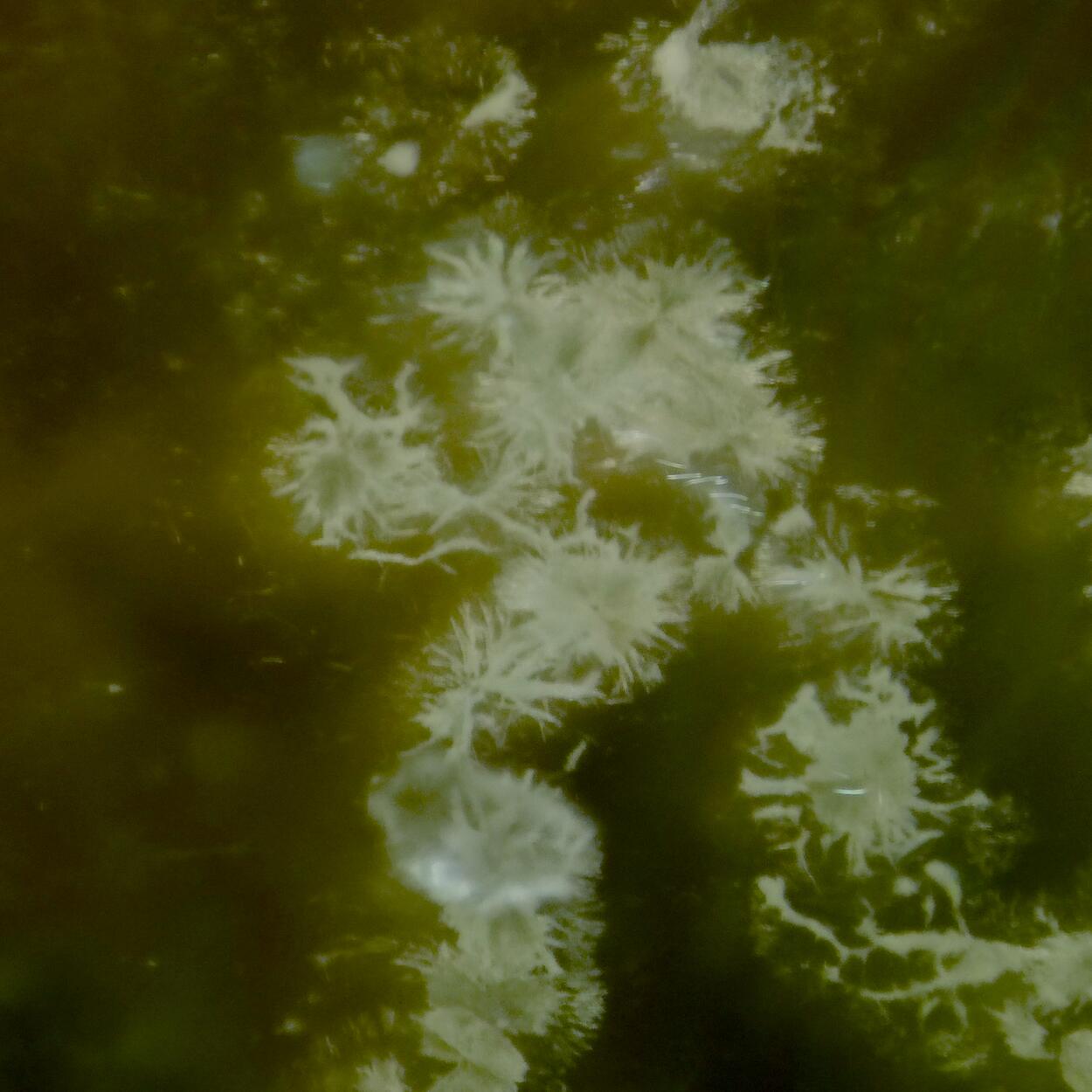 Boltwoodite In Biotite