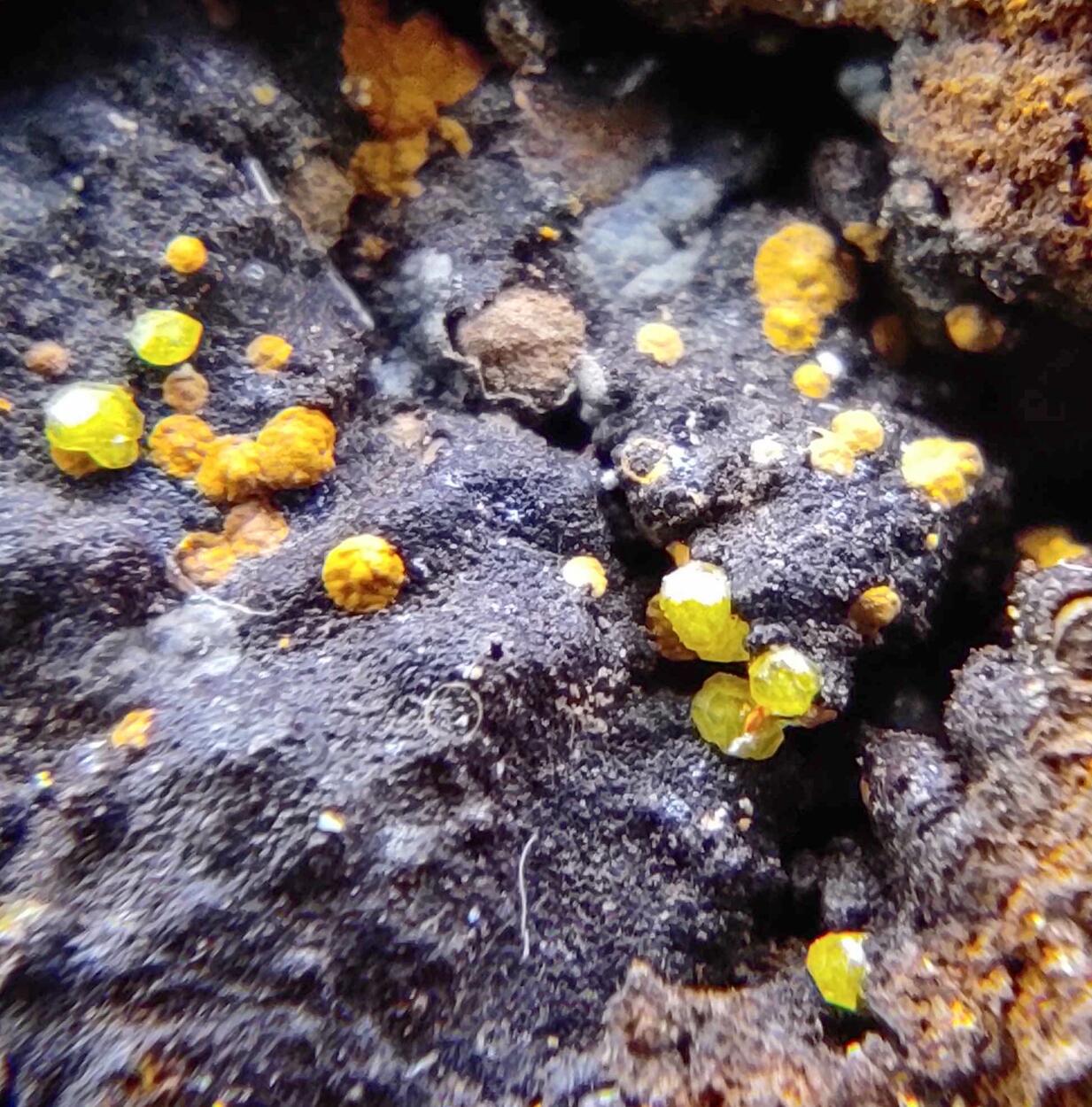 Campylite & Mimetite