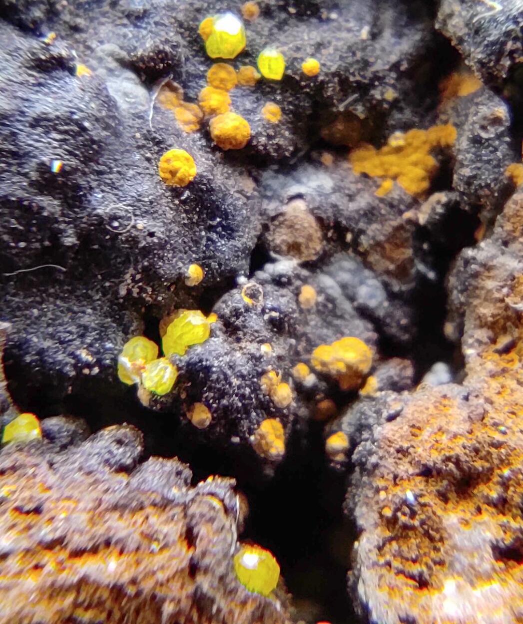 Campylite & Mimetite