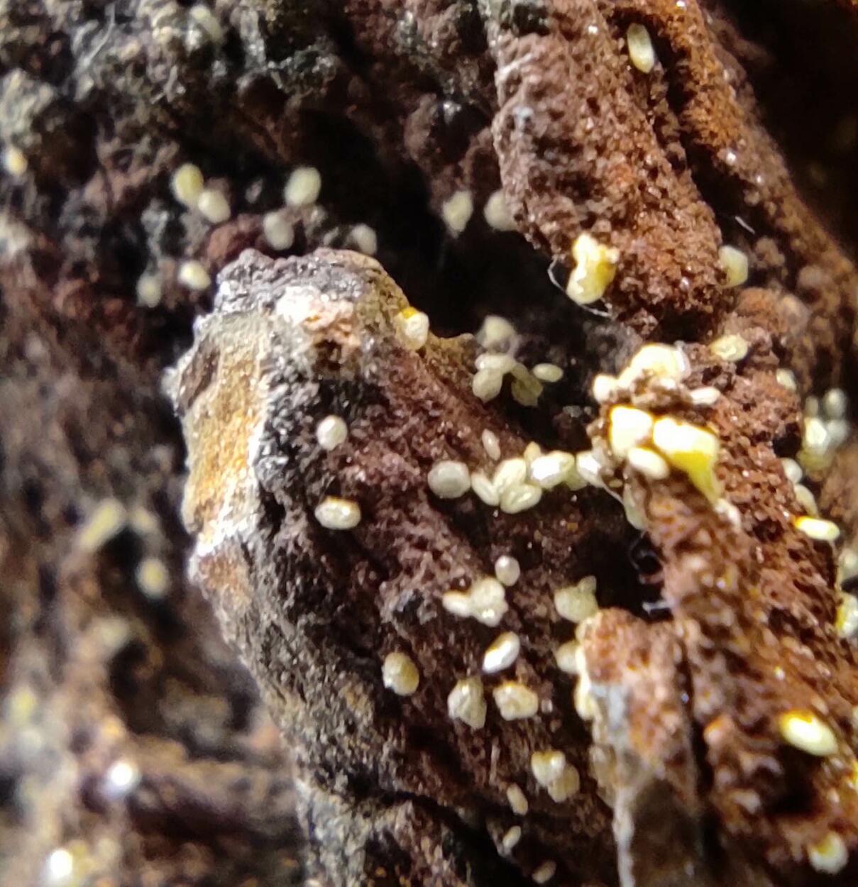 Campylite & Mimetite