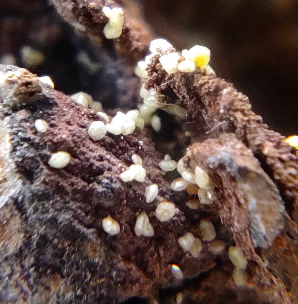 Campylite & Mimetite