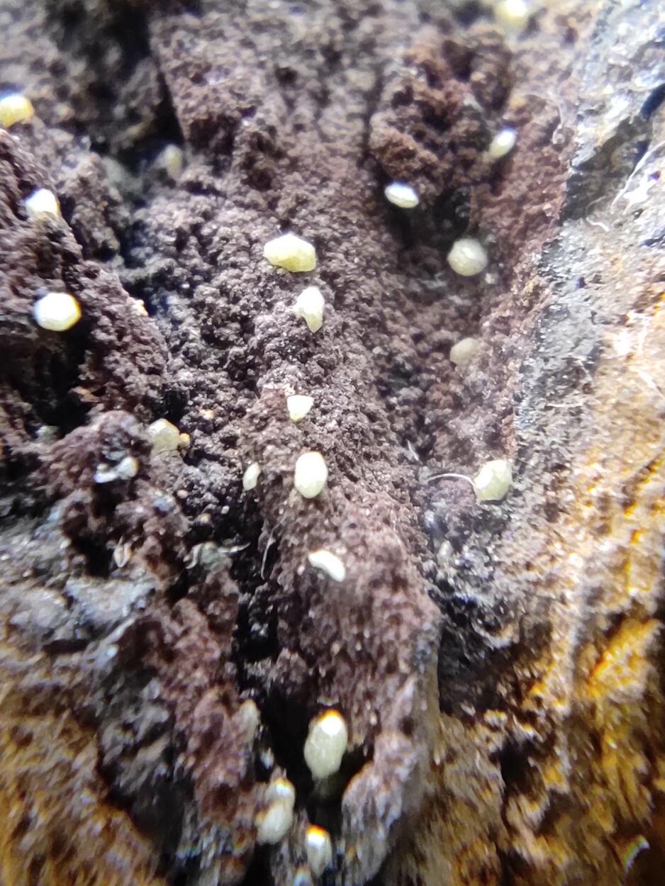 Campylite & Mimetite