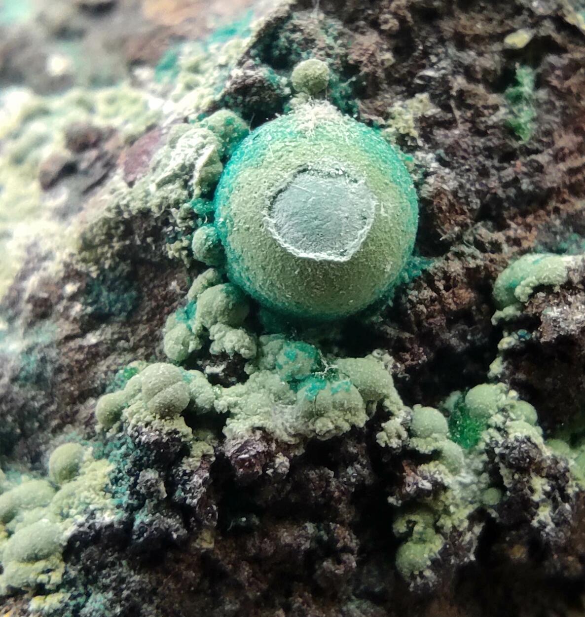 Chrysocolla & Brochantite