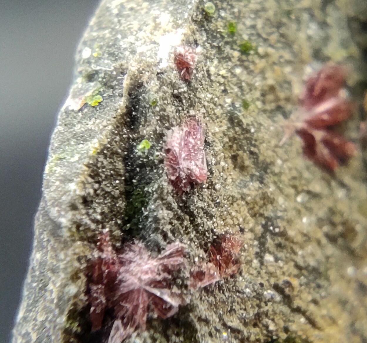 Erythrite & Conichalcite