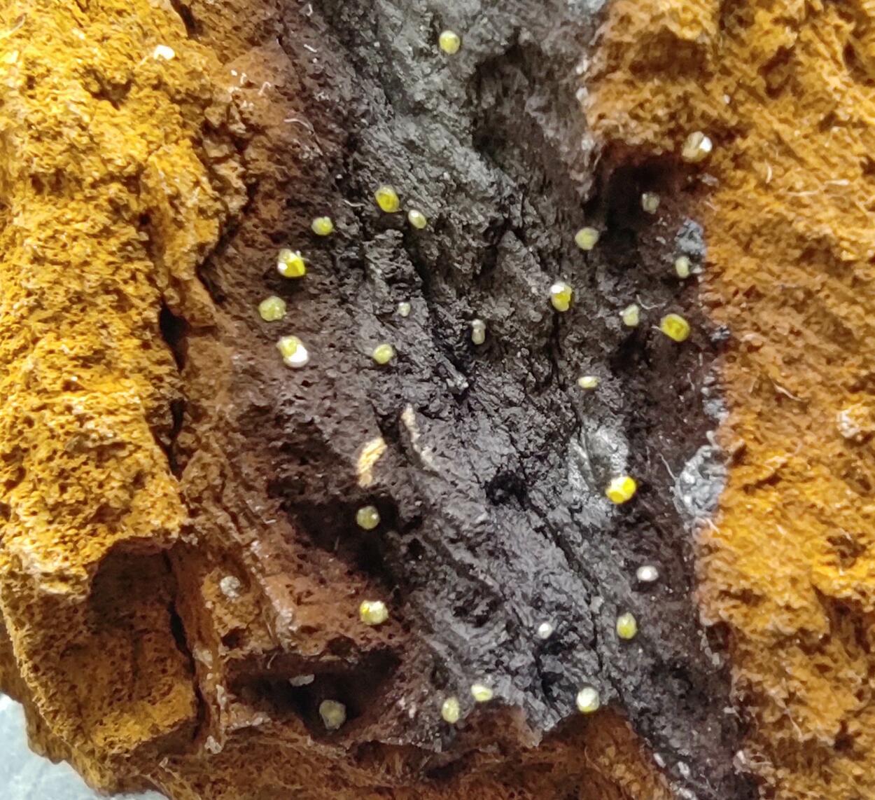 Campylite On Goethite & Limonite