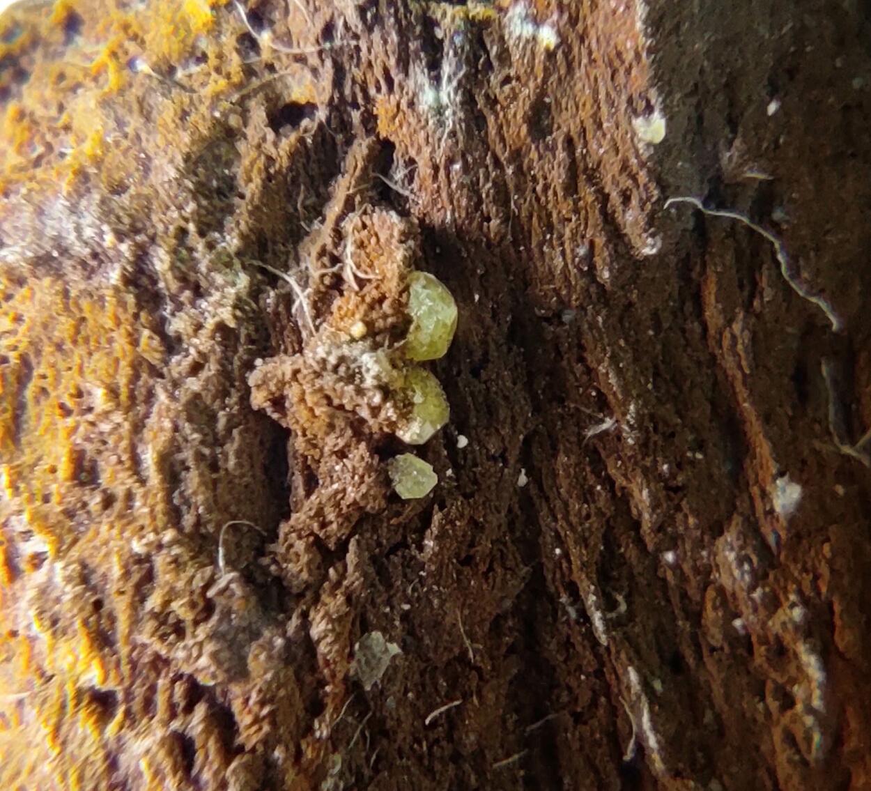 Campylite On Goethite & Limonite