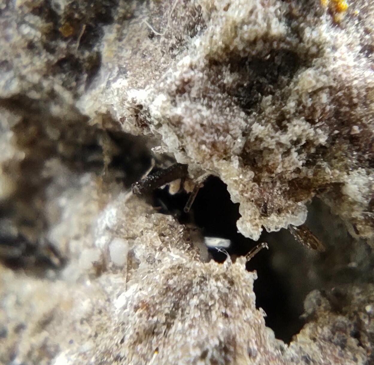 Enstatite Armalcolite Calcite & Tridymite