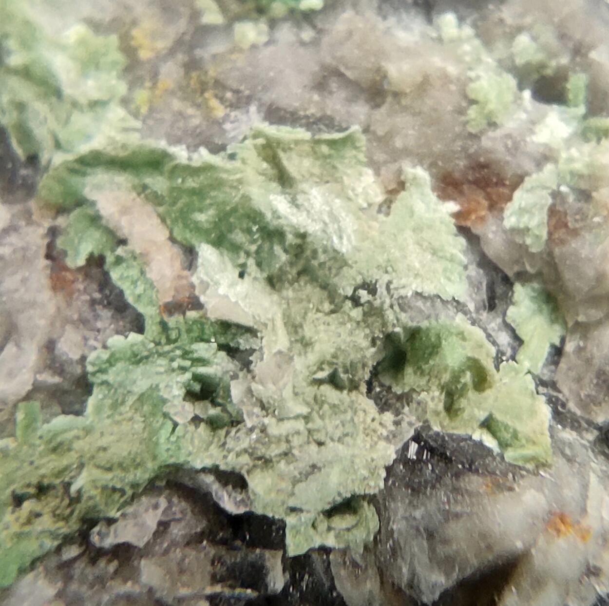 Autunite On Smoky Quartz