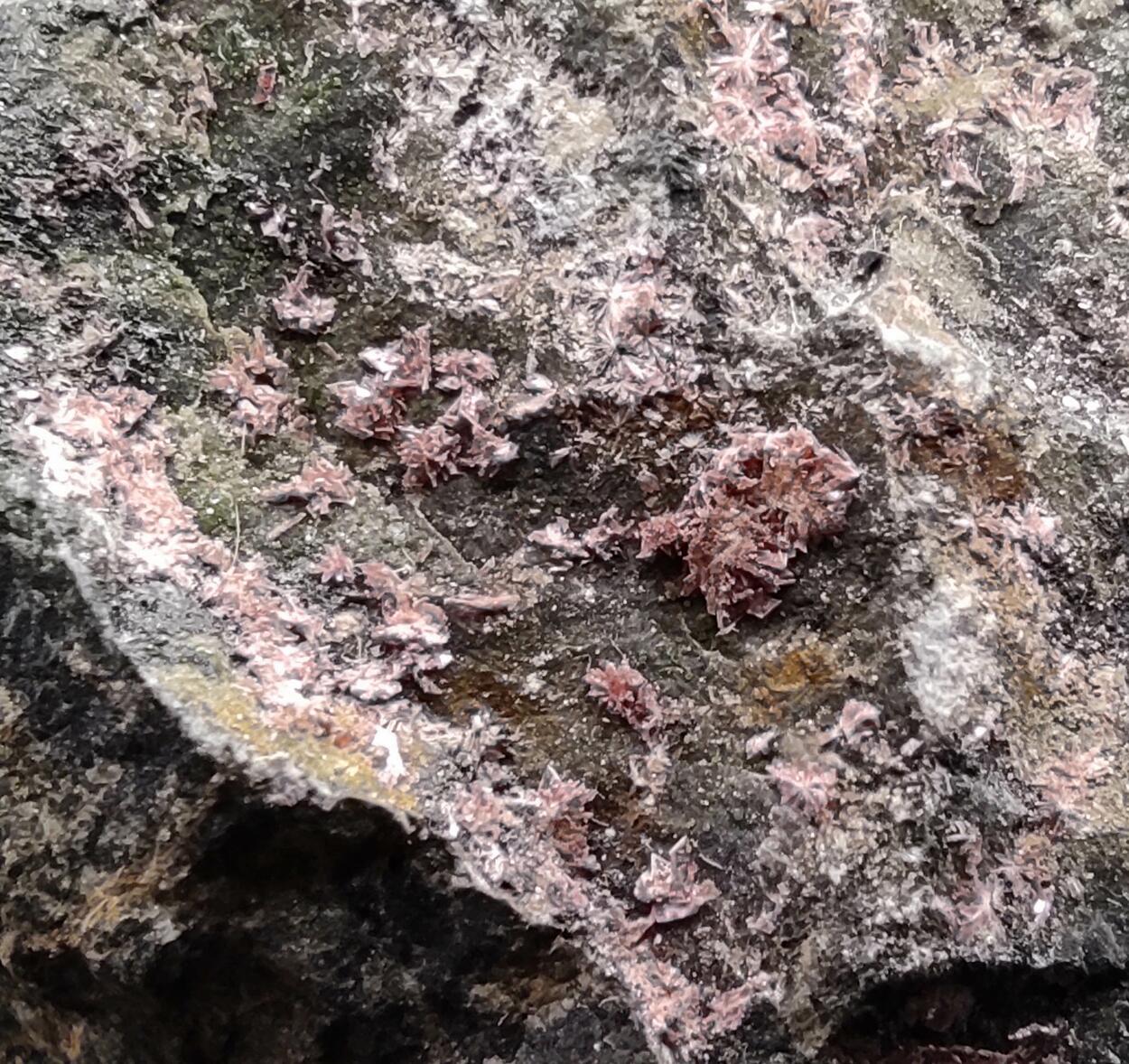 Erythrite