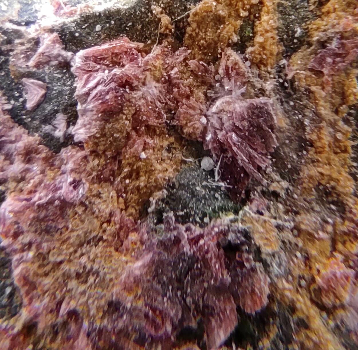 Erythrite