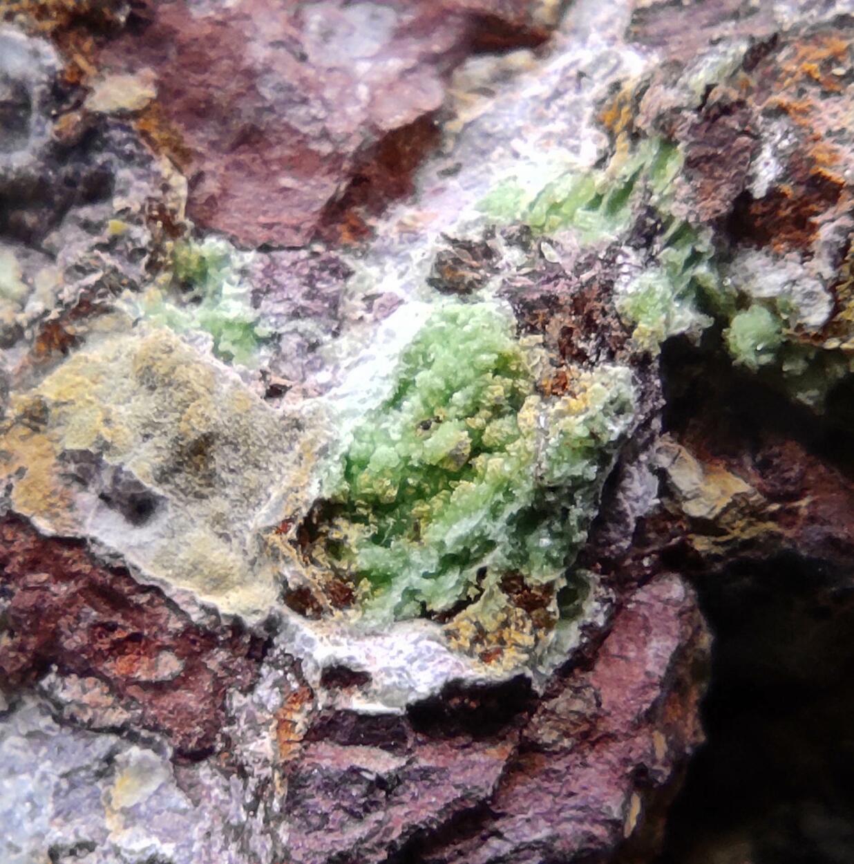 Montgomeryite & Tinticite