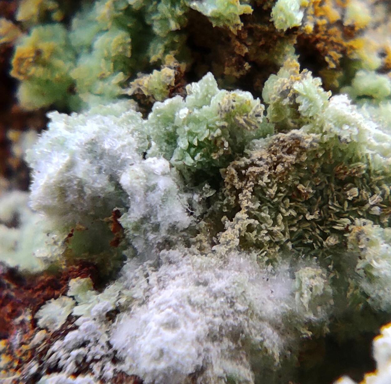 Montgomeryite & Tinticite