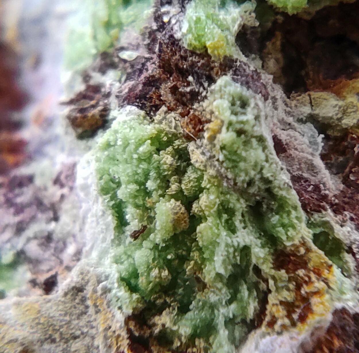 Montgomeryite & Tinticite